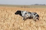 SETTER ANGLAIS 115